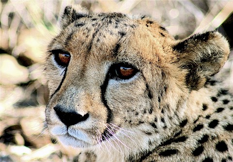 Gepard, südliches Afrika