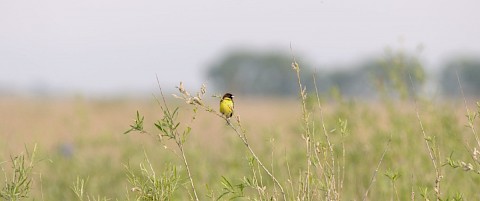 Yellow-breasted Bunting - China