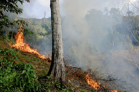 Slash-and-burn agriculture