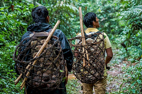 Monitoring of the planted trees