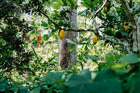 Highly diverse agroforestry systems