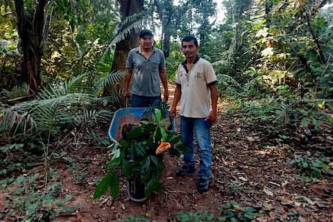 Planting saplings