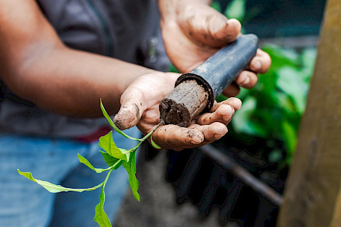 Growing saplings